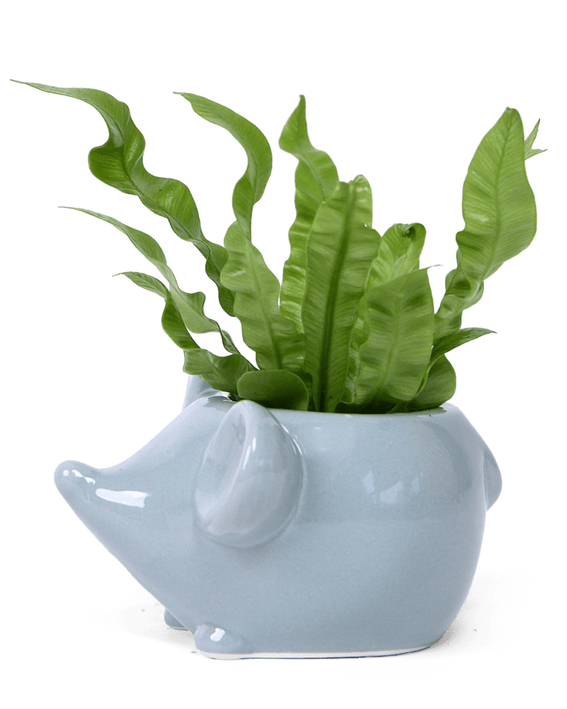 porcelain indoor plant pots Mouse Ceramic Indoor Plant Pot For Succulents – Robin Hollow Farm