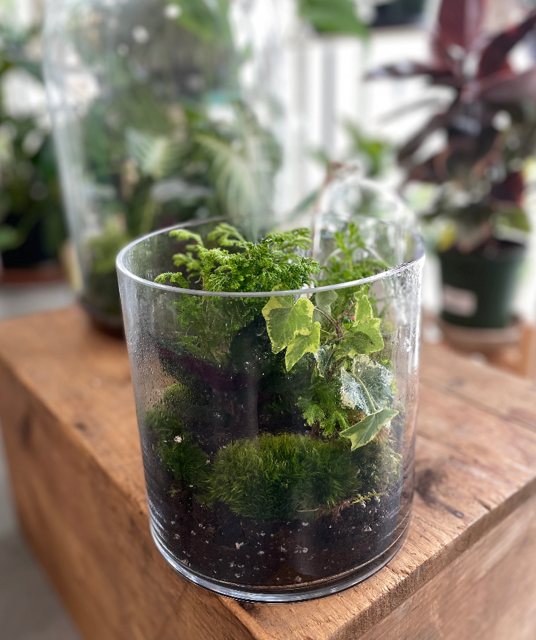 coffee plant terrarium Terrarium Planter – Robin Hollow Farm