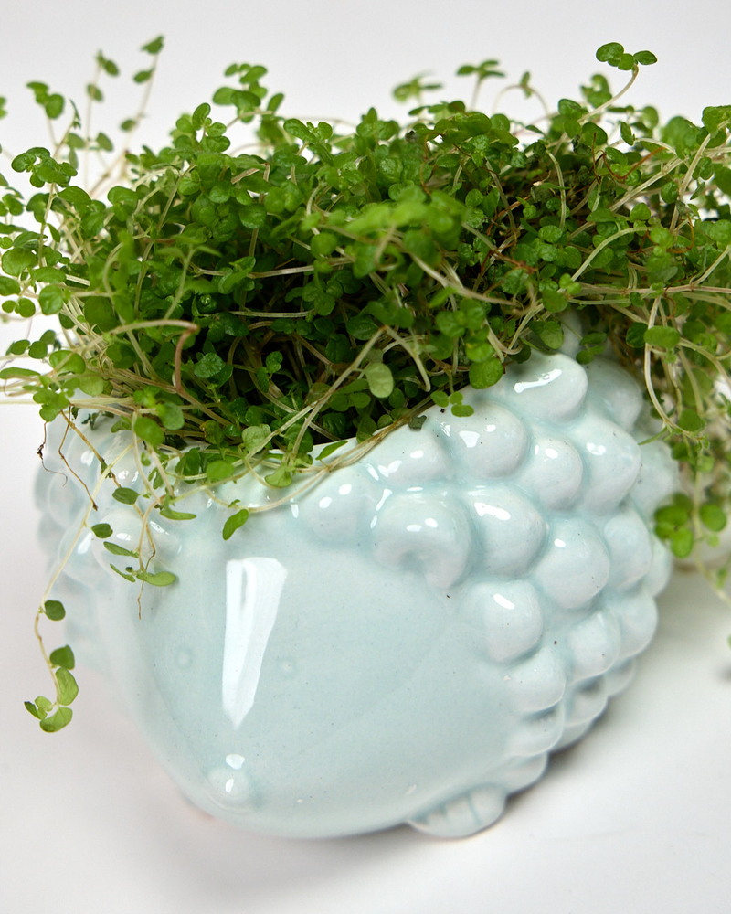 hedgehog plant pot Hedgehog Ceramic Indoor Plant Pot For Succulents – Robin Hollow Farm