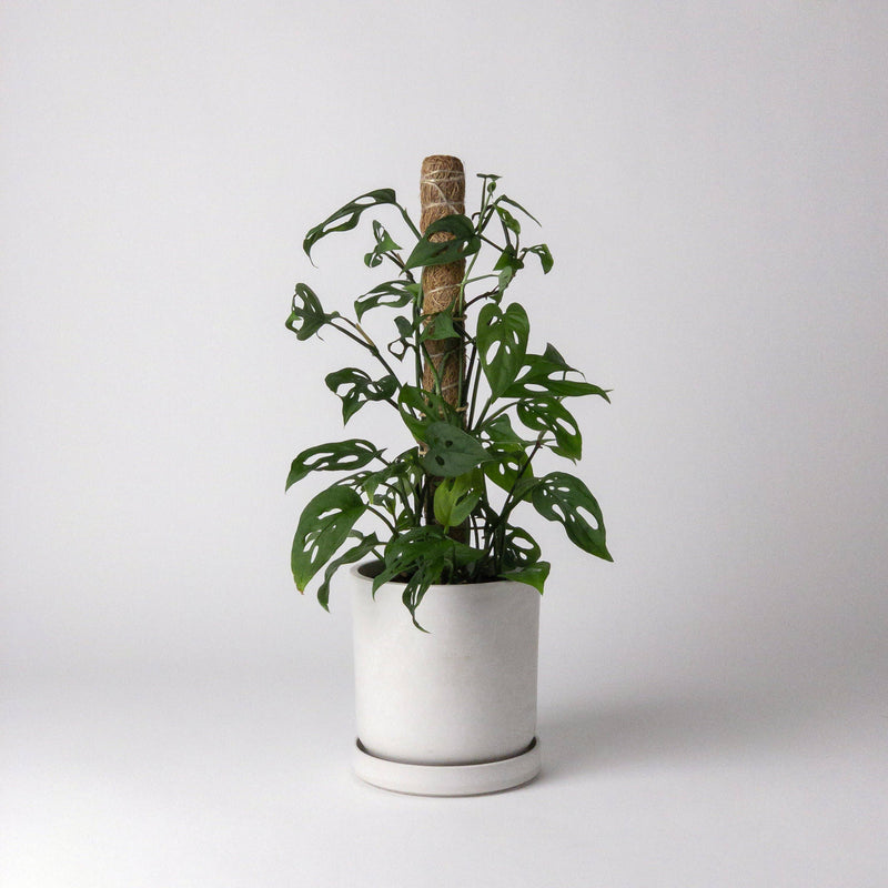 hanging plant pole indoor Coco Coir Pole for Plant Support – Robin Hollow Farm
