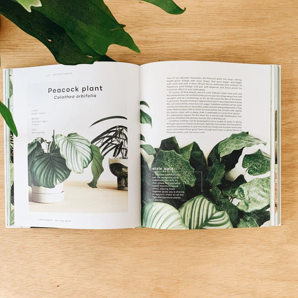 The Leaf Supply Guide to Creating Your Indoor Jungle – Robin The Leaf Supply Guide to Creating Your Indoor Jungle – Robin