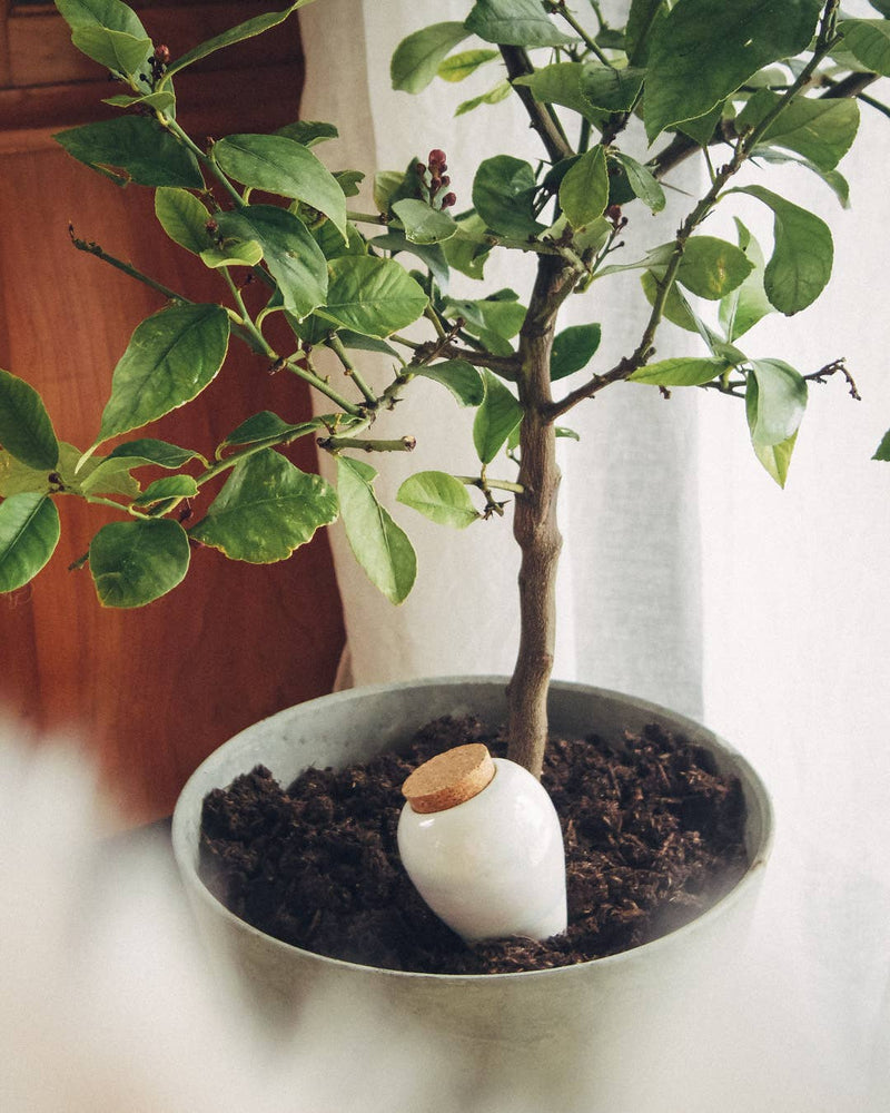Gardening & Plant Care