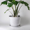 Tapered Signature Planter & Saucer: 12" White