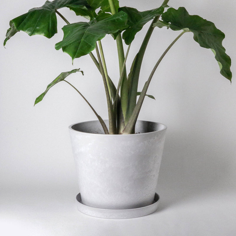 Tapered Signature Planter & Saucer: 12" White