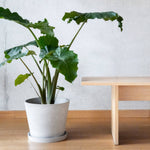 Tapered Signature Planter & Saucer: 12" White