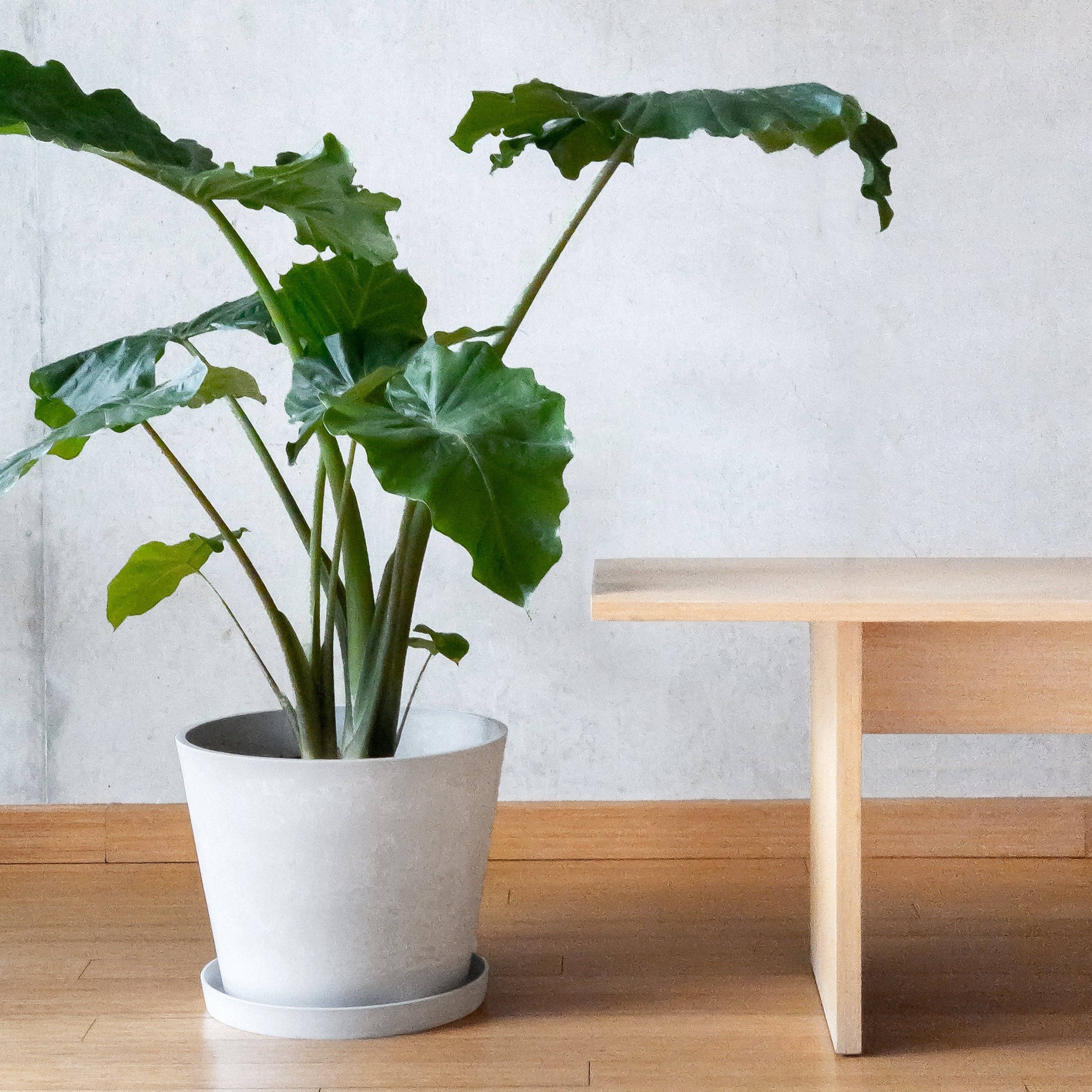 15 inch ceramic planter with saucer Tapered Signature Planter & Saucer: 15" – Robin Hollow Farm