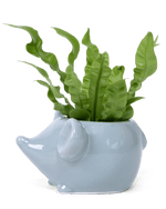 Mouse Ceramic Indoor Plant Pot For Succulents