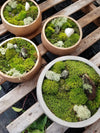 Moss Garden Workshop: December 13