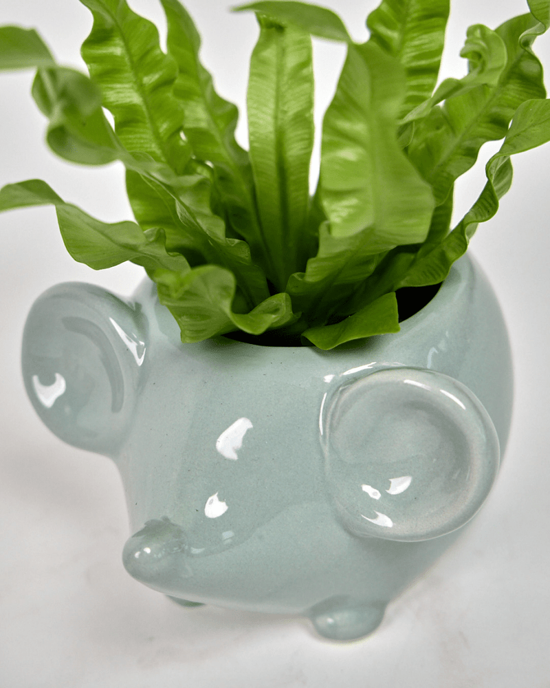 Mouse Ceramic Indoor Plant Pot For Succulents