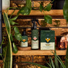 Holiday Plant Care Taster Kit
