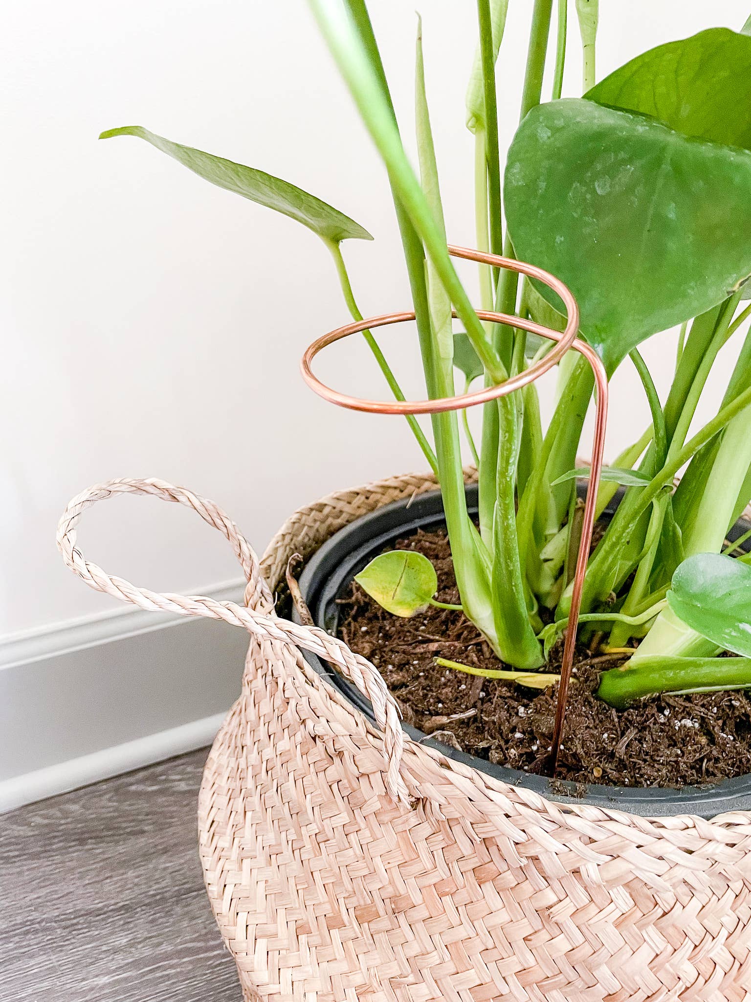 tiny plant trellis Copper Loop Plant Trellis
