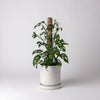 Coco Coir Pole for Plant Support