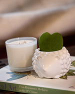 Hedgehog Ceramic Indoor Plant Pot For Succulents