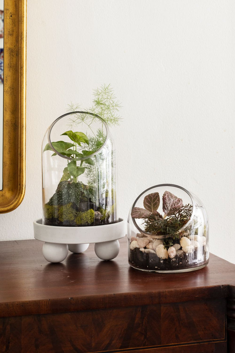 Warner Terrarium