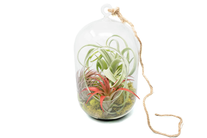 Air Plant Terrarium