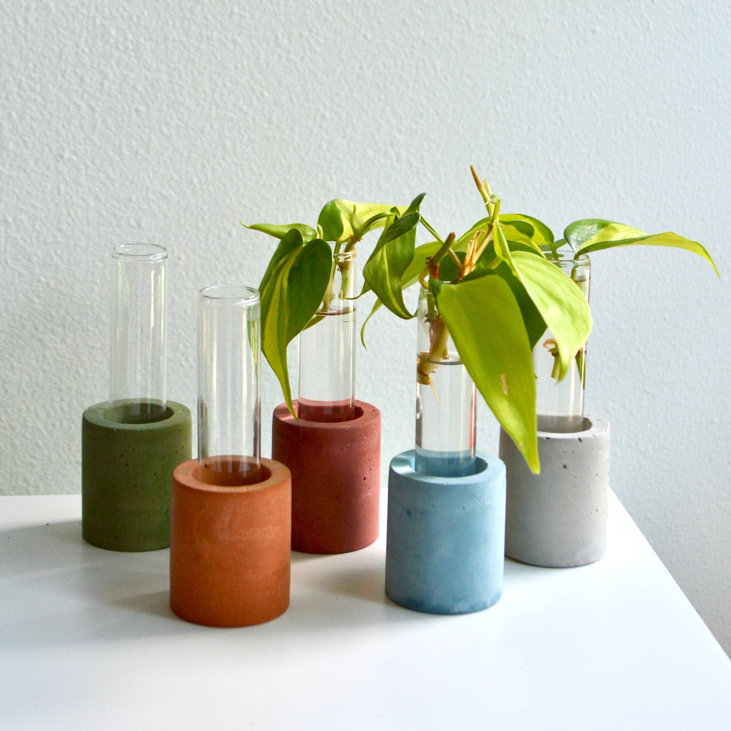 test tube succulent Single Concrete Propagation Test tube
