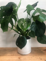 6" Potted Monstera Deliciosa