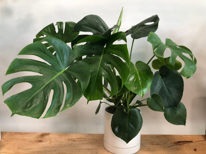 6" Potted Monstera Deliciosa