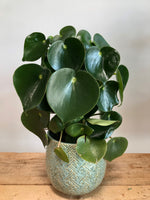 Raindrop Peperomia