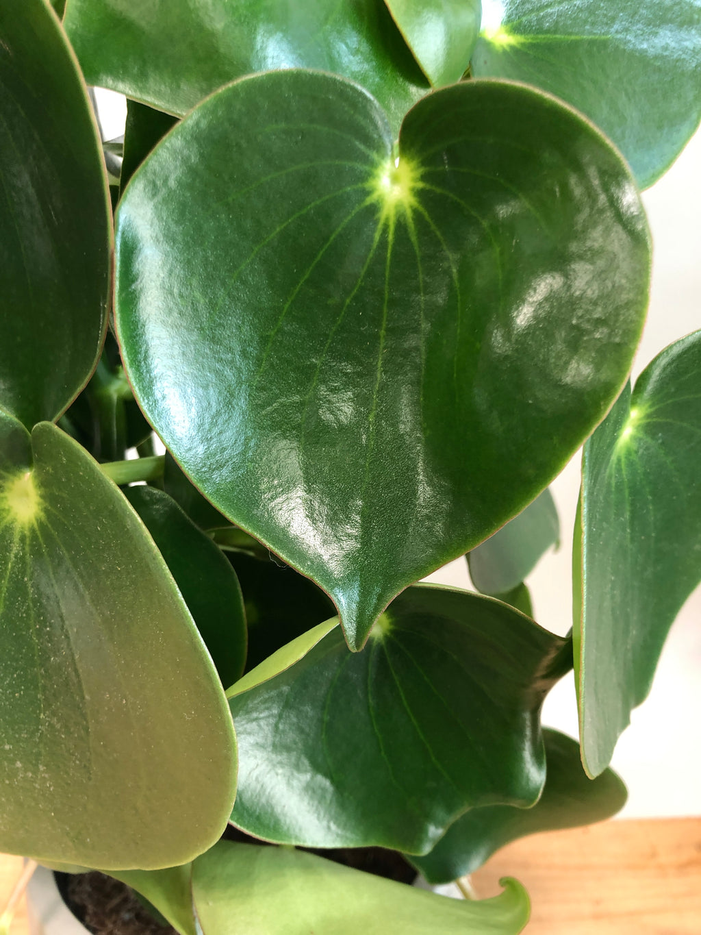 Peperomia Raindrop – Planta Natural De Interior O Exterior Con Hojas En Forma De Gota, Fácil De Cuidar Y Perfecta Para Principiantes