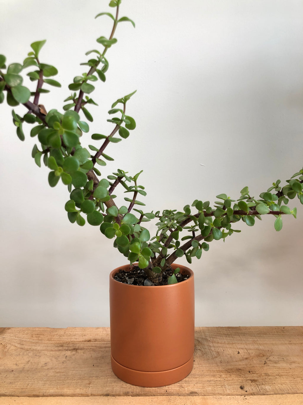 IMG_8785_1024x.jpg?v=1660920212