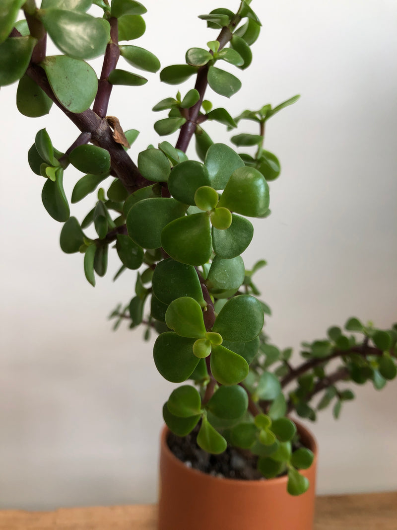 Dwarf Jade