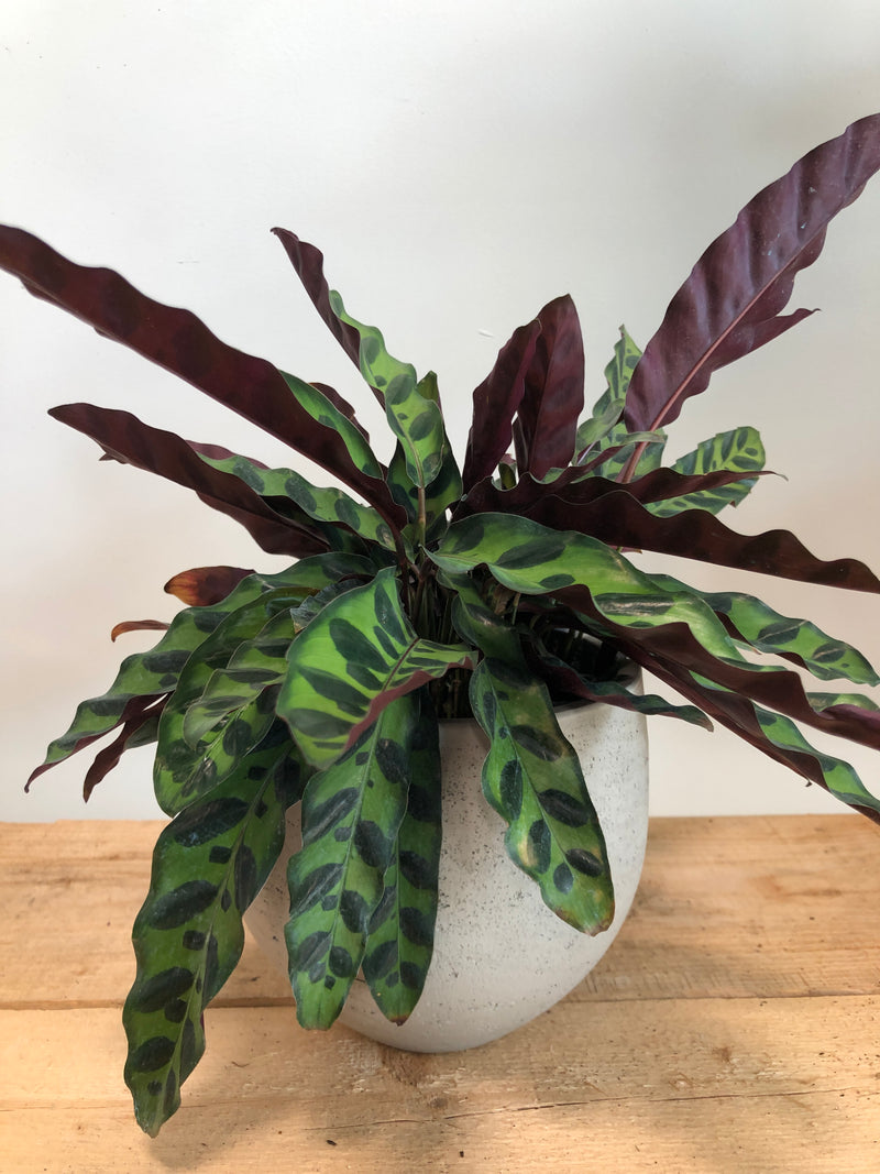 Rattlesnake Plant