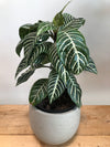 Zebra Plant