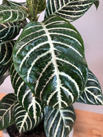 Zebra Plant