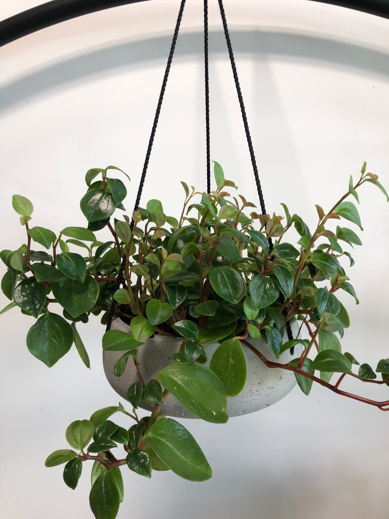 Hanging Vining Peperomia