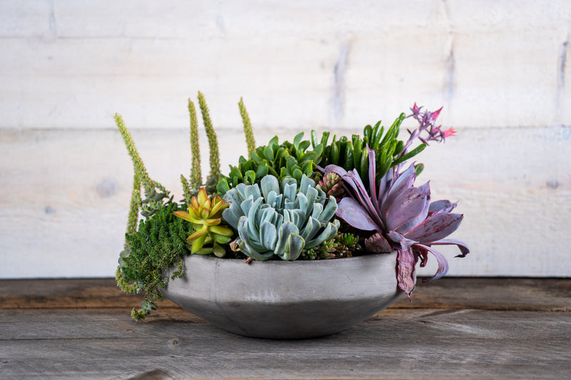 Succulent Planter – Robin Hollow